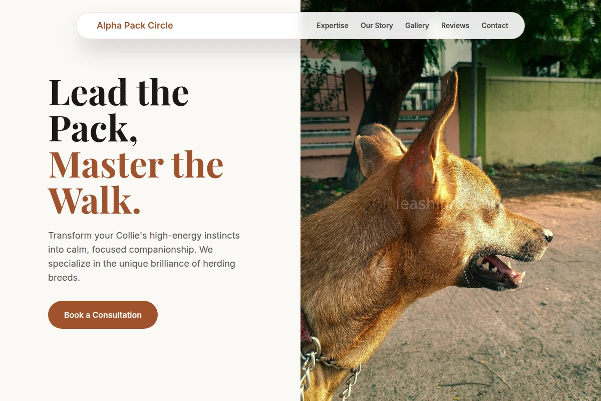 Collie Dog Behavior